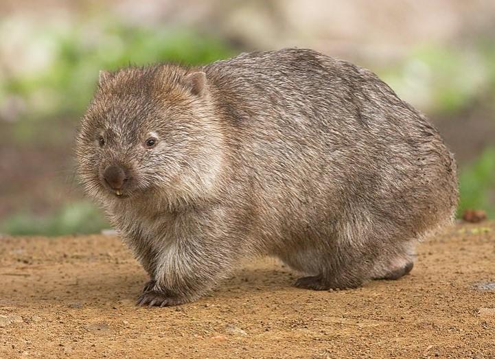 Qué Es La Flora Y Fauna Definiciones E Imágenes