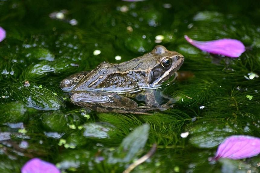 Qué Es La Flora Y Fauna Definiciones E Imágenes