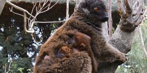 Nacen gemelos de lémur de cara blanca en España, una especie vulnerable que refuerza su futuro gracias a la conservación