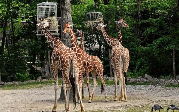 ¿Qué comen las Jirafas? - Alimentación de jirafas en cautiverio