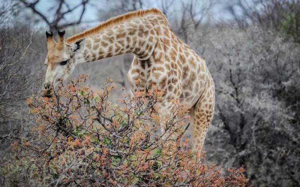 ¿Qué comen las Jirafas? - Curiosidades sobre la alimentación de las jirafas