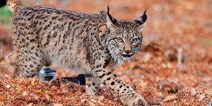 El lince ibérico alcanza los 2.663 ejemplares, pero más de 200 atropellos al año amenazan su recuperación