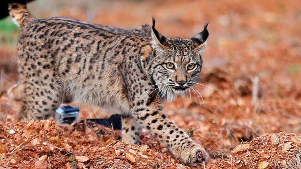 El lince ibérico alcanza los 2.663 ejemplares, pero más de 200 atropellos al año amenazan su recuperación