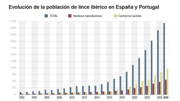 El lince ibérico alcanza los 2.663 ejemplares, pero más de 200 atropellos al año amenazan su recuperación - El lince ibérico alcanza una cifra récord y duplica su población en cuatro años