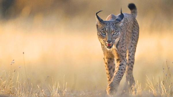 El lince ibérico alcanza los 2.663 ejemplares, pero más de 200 atropellos al año amenazan su recuperación - El reto ahora es consolidar el crecimiento de la especie