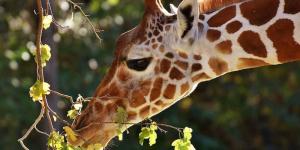 ¿Qué comen las Jirafas?