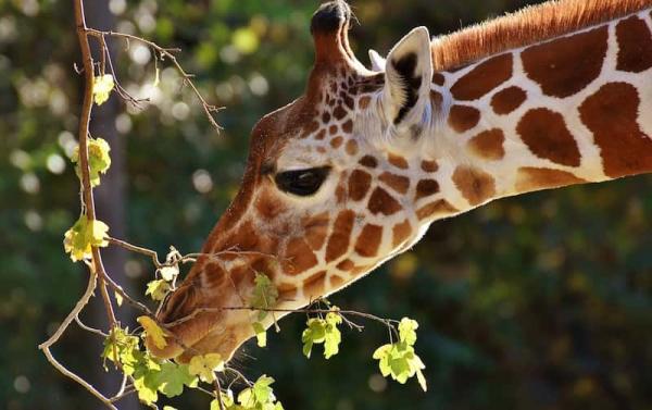 ¿Qué comen las Jirafas?