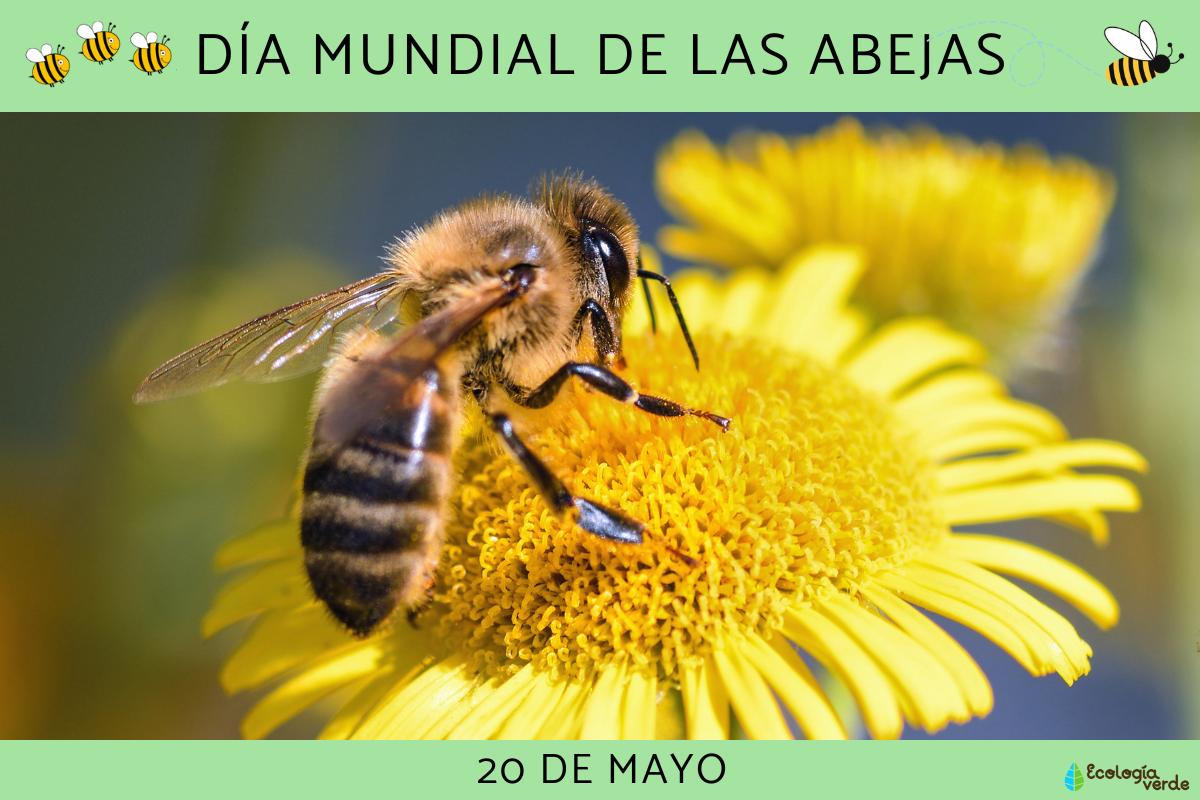 Día Mundial de las Abejas: por qué se celebra el 20 de mayo, actividades y frases