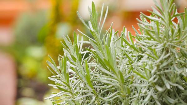 Ni trampas ni veneno: las 5 plantas aromáticas que te ayudarán a mantener las ratas lejos del jardín - Dónde colocar estas plantas para reforzar su efecto en el jardín