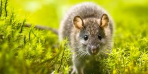 Ni trampas ni veneno: las 5 plantas aromáticas que te ayudarán a mantener las ratas lejos del jardín
