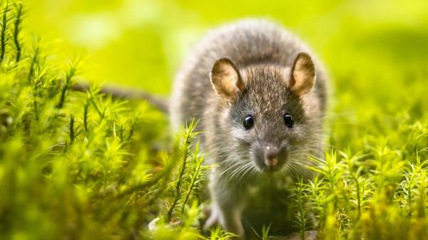 Ni trampas ni veneno: las 5 plantas aromáticas que te ayudarán a mantener las ratas lejos del jardín