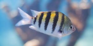 Pez píntano o Abudefduf saxatilis