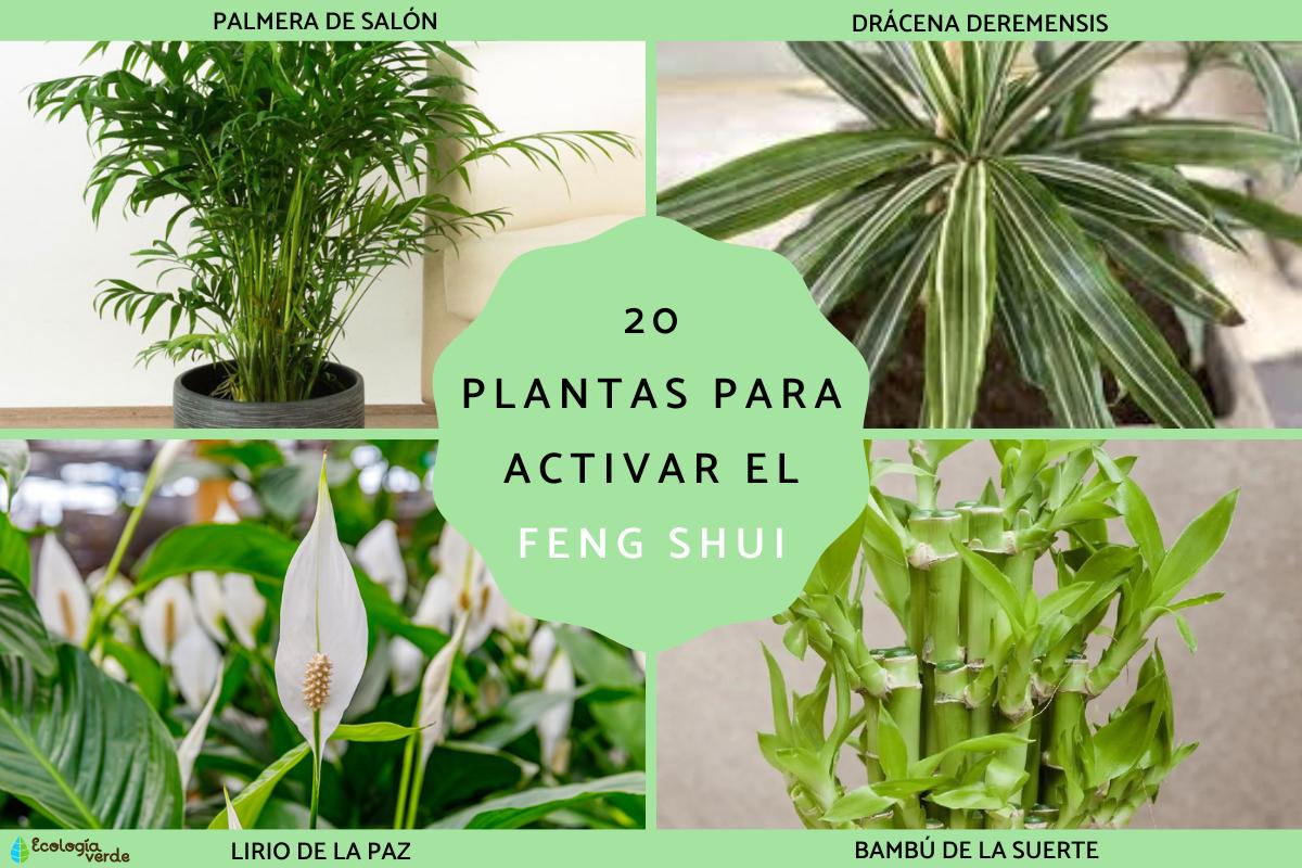 Plantas para un hogar Feng Shui