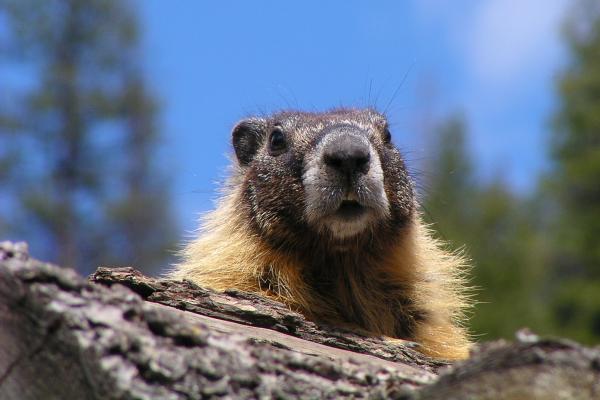 Marmotas - Amenazas y conservación de las marmotas