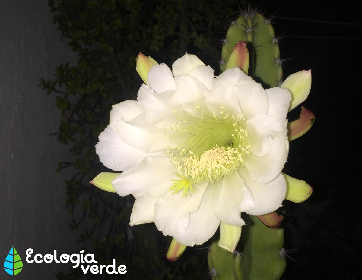 Cuidados del cactus San Pedro