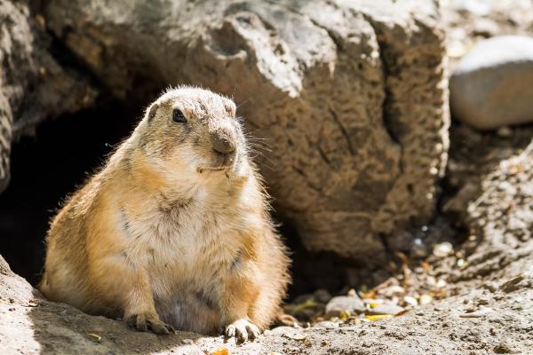 Marmotas - Dónde viven las marmotas 