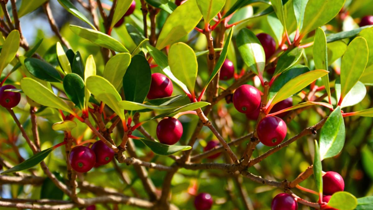 En 1825 llevaron este árbol a Hawái para alimentar a la población: 200 años después es una especie invasora que intentan controlar con drones e insectos