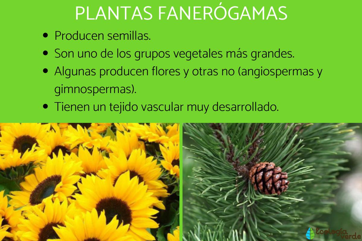 Plantas fanerógamas: qué son, características y ejemplos