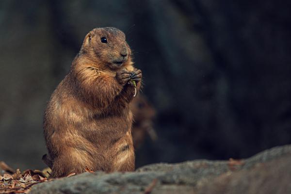Marmotas - Qué comen las marmotas