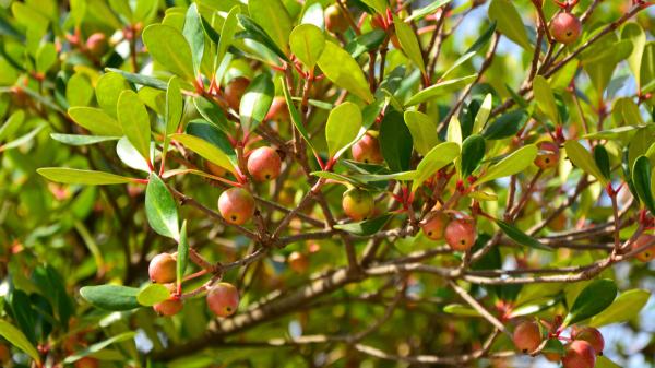En 1825 llevaron este árbol a Hawái para alimentar a la población: 200 años después es una especie invasora que intentan controlar con drones e insectos - Una especie invasora que se ha extendido por los bosques