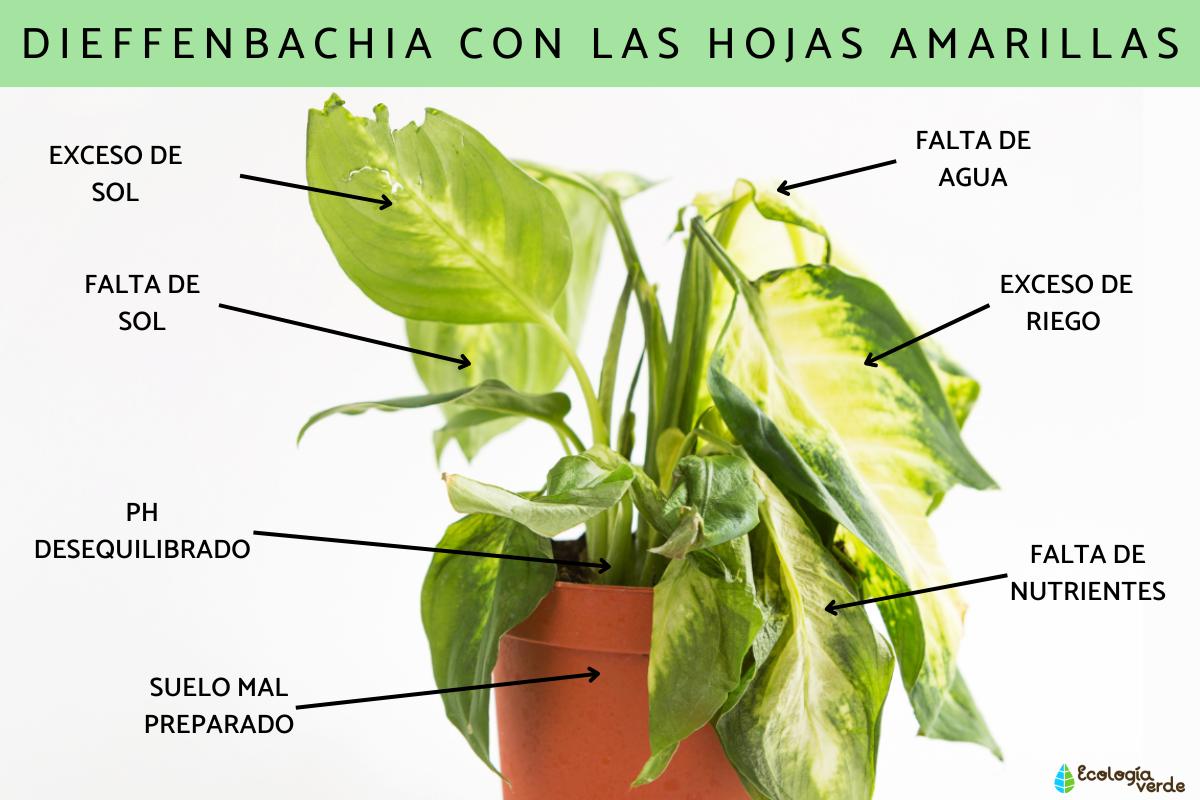 Dieffenbachia con las hojas amarillas: causas y cómo recuperarla