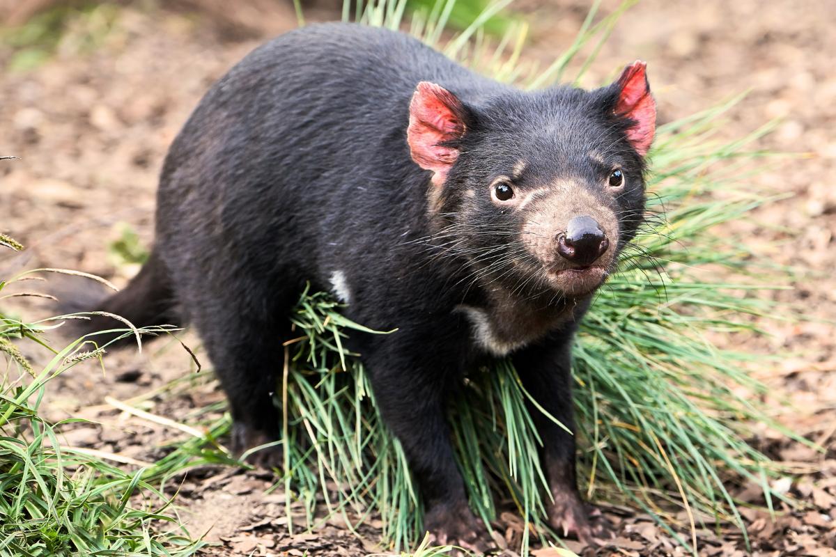 Demonio de Tasmania: características, dónde vive y si es peligroso o no