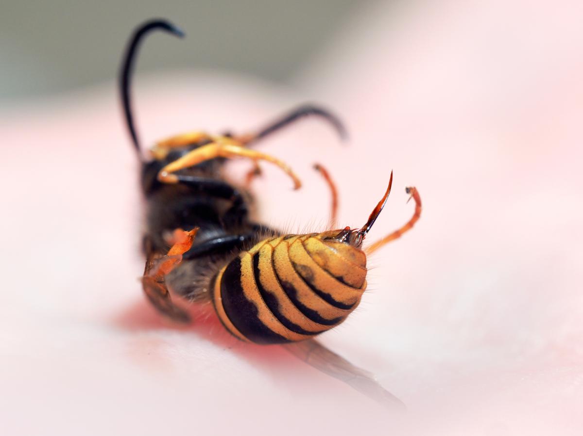 ¿Las avispas pican o muerden?