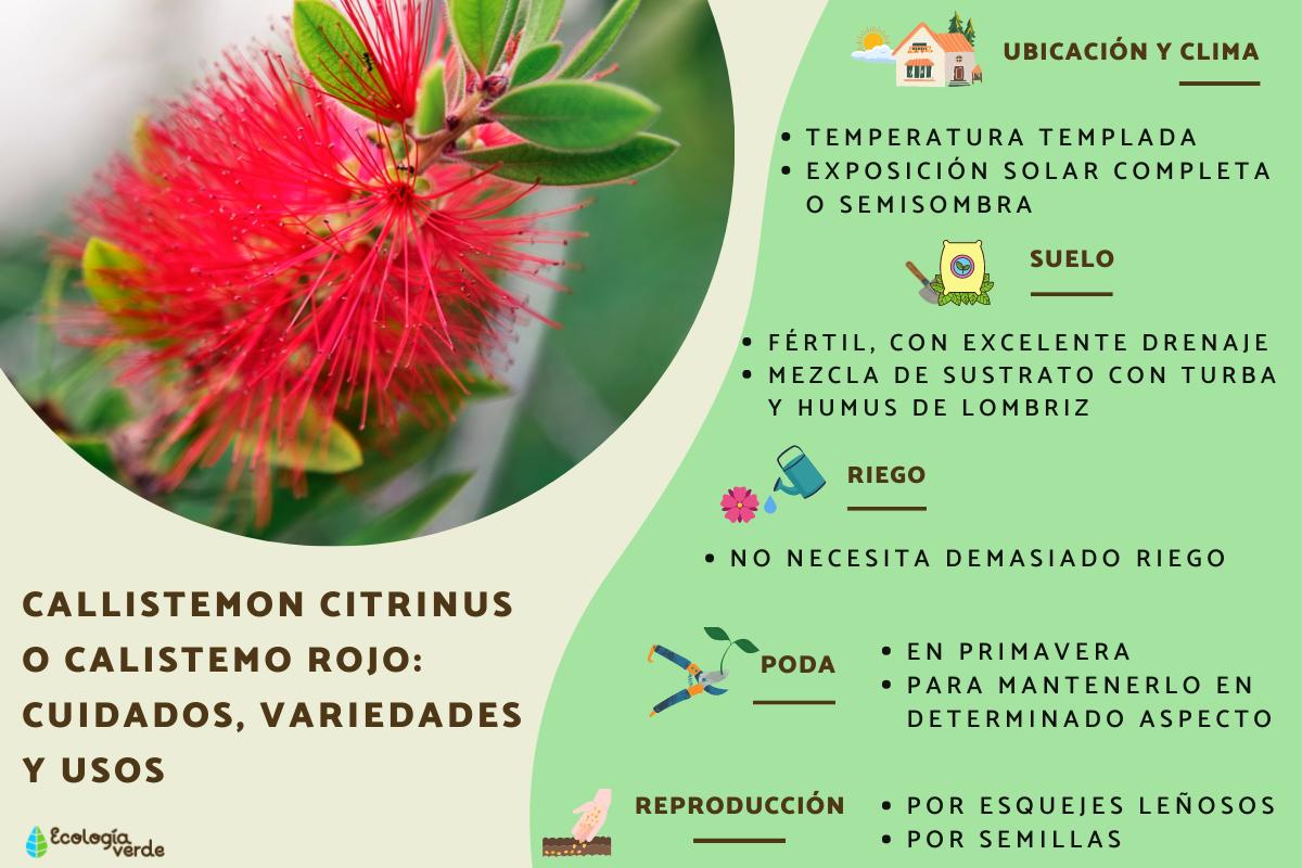 Callistemon citrinus o calistemo rojo: cuidados, variedades y usos