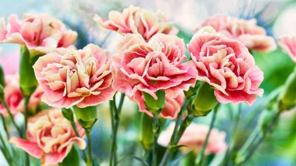 Plantas para regalar que tienen significados especiales - Clavel: fascinación