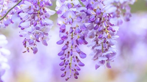 Plantas para regalar que tienen significados especiales - Glicinia: amistad