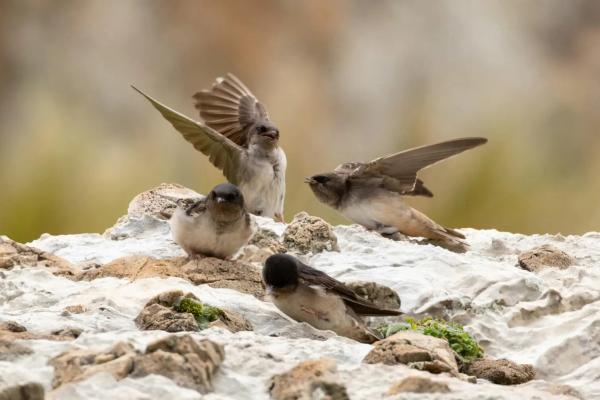 Tipos de golondrinas - Golondrina andina (Orochelidon andecola)