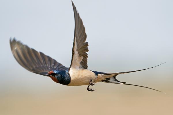 Tipos de golondrinas - Golondrina común (Hirundo rustica)