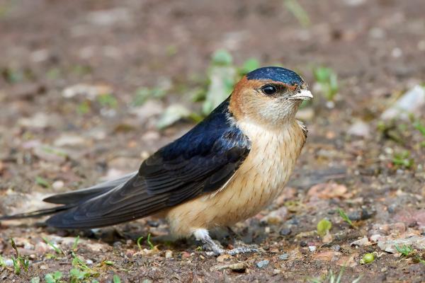 Tipos de golondrinas - Golondrina dáurica (Cecropis daurica)