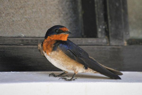 Tipos de golondrinas - Golondrina de acantilado (Petrochelidon pyrrhonota)