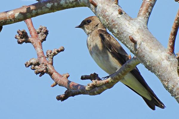 Tipos de golondrinas - Golondrina de alas ásperas del norte (Stelgidopteryx serripennis)
