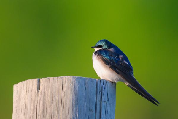 Tipos de golondrinas - Golondrina de árbol (Tachycineta bicolor)