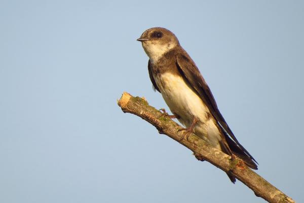 Tipos de golondrinas - Golondrina de banco (Riparia riparia)