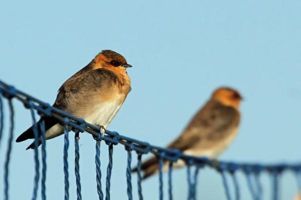 Tipos de golondrinas - Golondrina de Cabeza Leonada (Alopochelidon fucata)