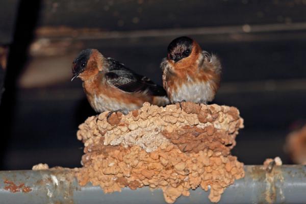 Tipos de golondrinas - Golondrina de cueva (Petrochelidon fulva)