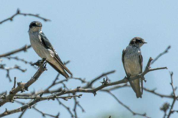 Tipos de golondrinas - Golondrina de Tumbes (Tachycineta stolzmanni)