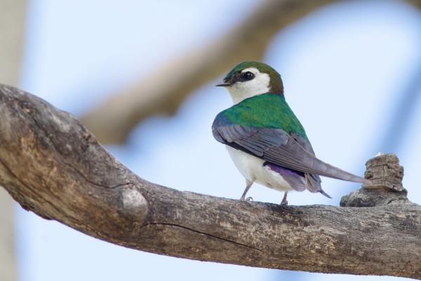 Tipos de golondrinas - Golondrina verde violeta (Tachycineta thalassina)