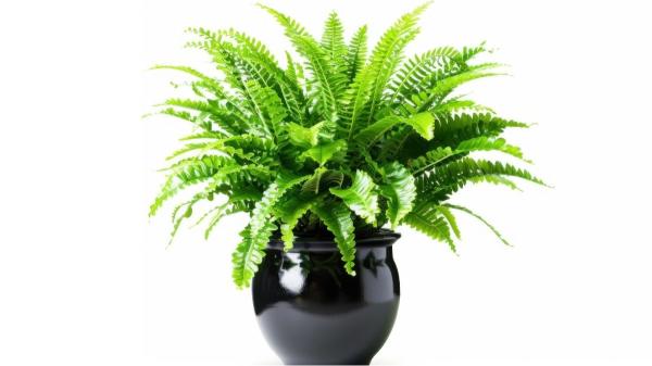 Plantas para regalar que tienen significados especiales - Helecho: sinceridad