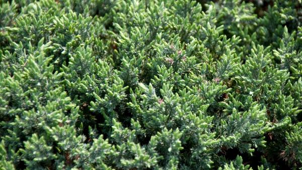 Plantas para regalar que tienen significados especiales - Junípero: protección 