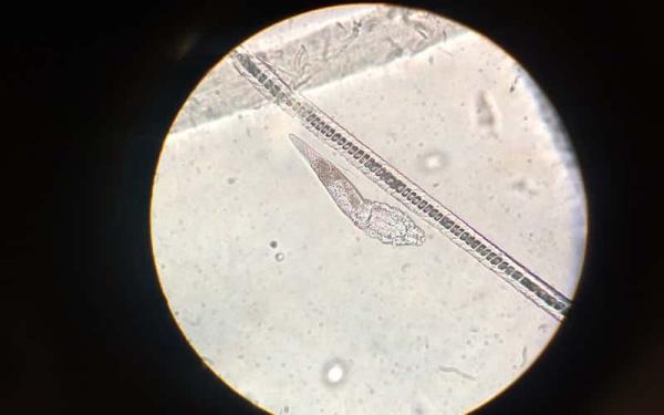 Teoría celular: postulados, origen y evolución - Los 4 postulados de la teoría celular