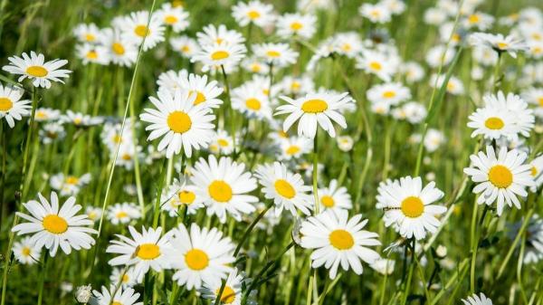 Plantas para regalar que tienen significados especiales - Margaritas: niñez