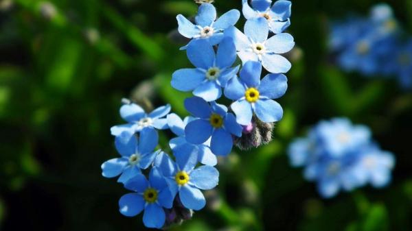 Plantas para regalar que tienen significados especiales - No me olvides: recuérdame