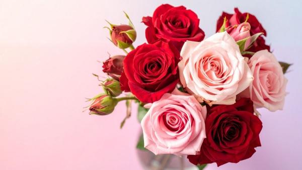 Plantas para regalar que tienen significados especiales