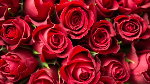 Plantas para regalar que tienen significados especiales - Rosas: amor y belleza