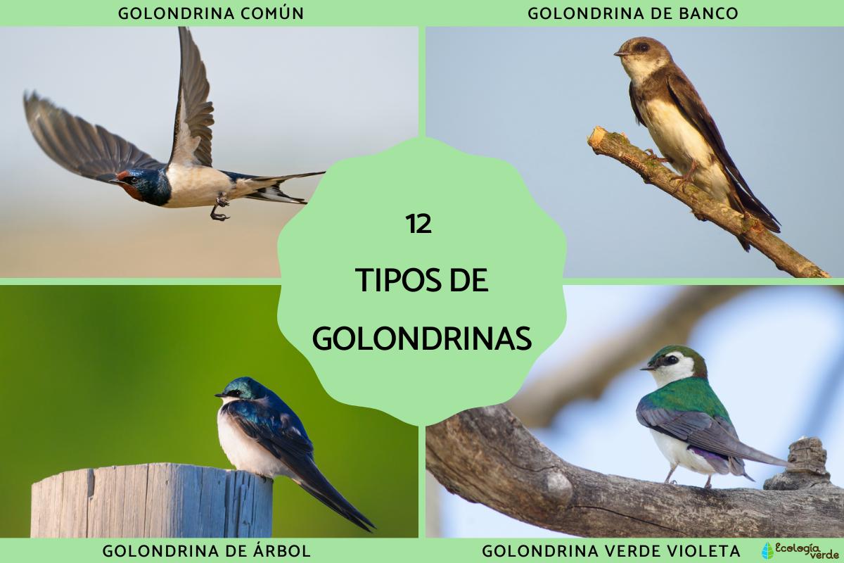 Tipos de golondrinas
