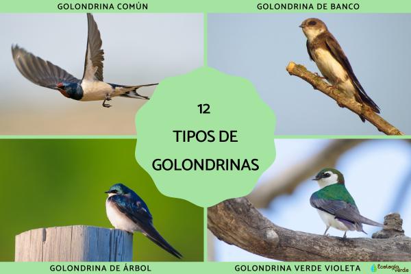 Tipos de golondrinas